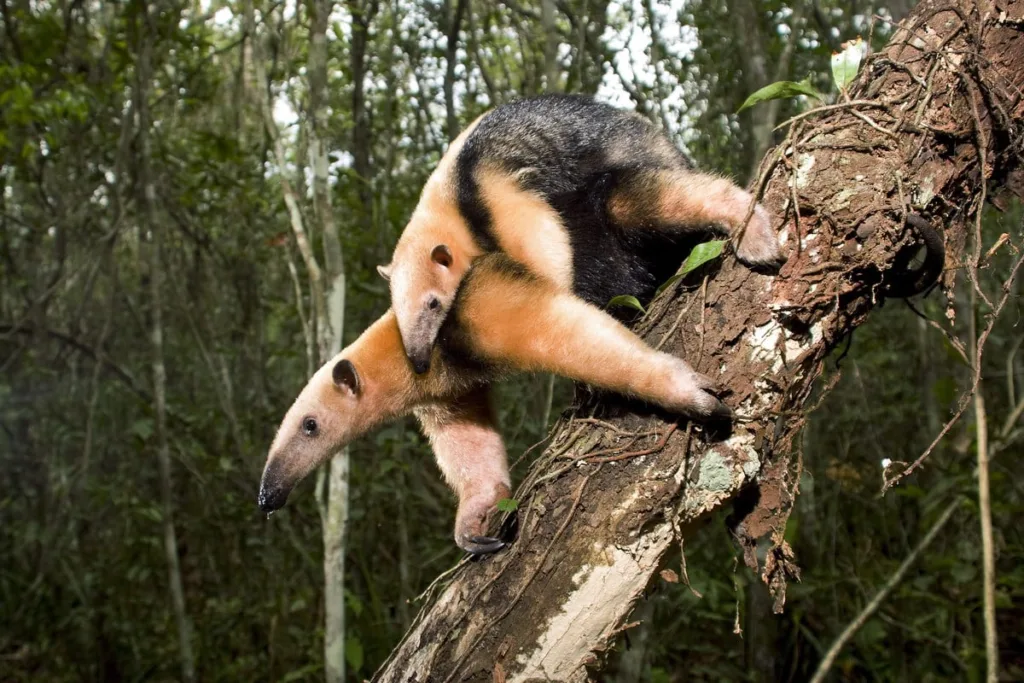 Apaixonando-se pela Natureza: Tamanduá-mirim (Tamandua tetradactyla)