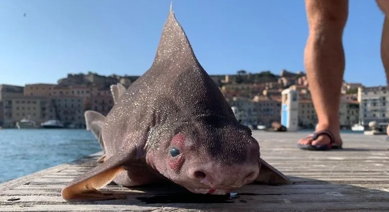 FOTO | Tubarão com aparência de porco é encontrado em ilha italiana