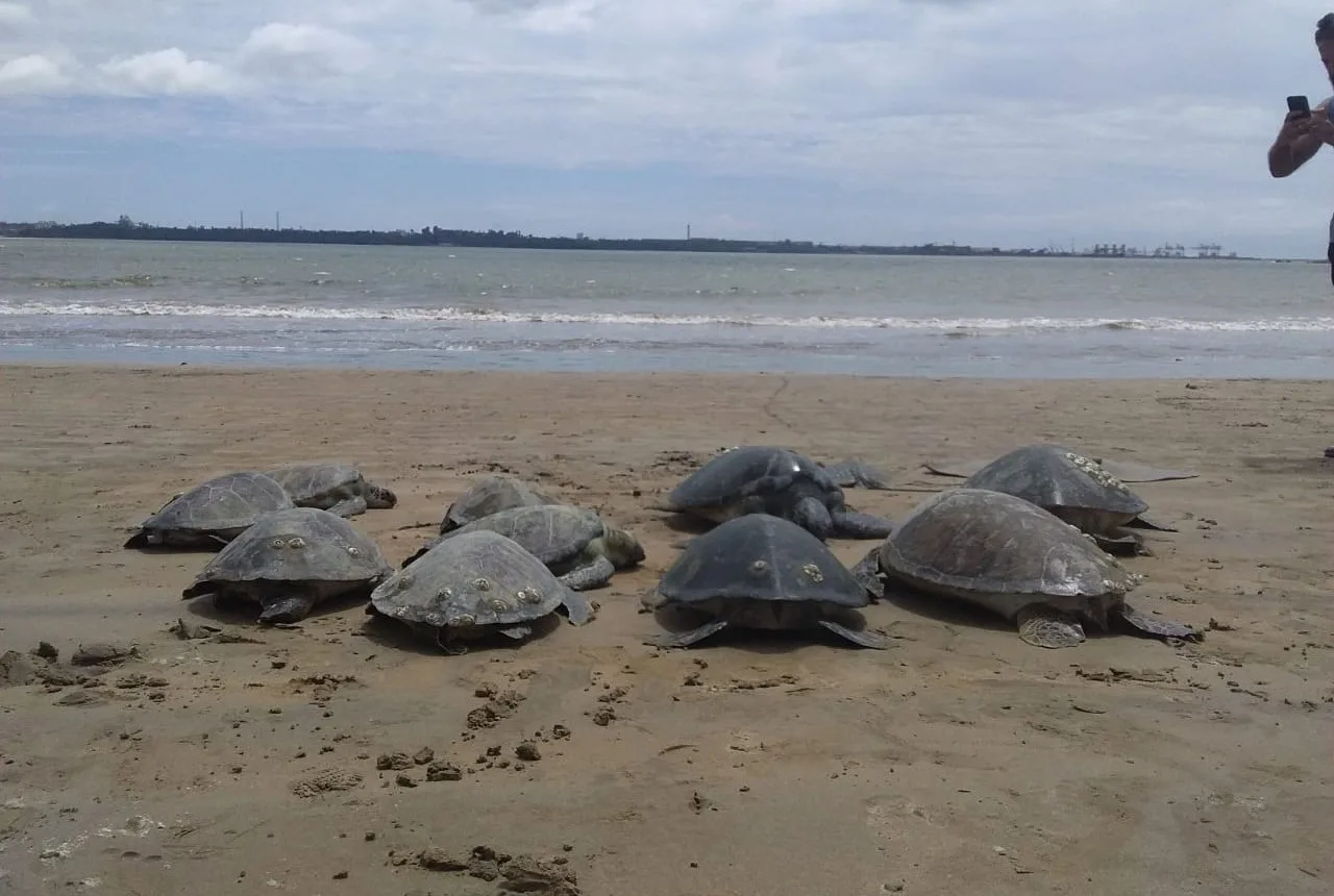 VÍDEO | Tartarugas marinhas são encontradas mortas e presas a rede de pesca em Camburi