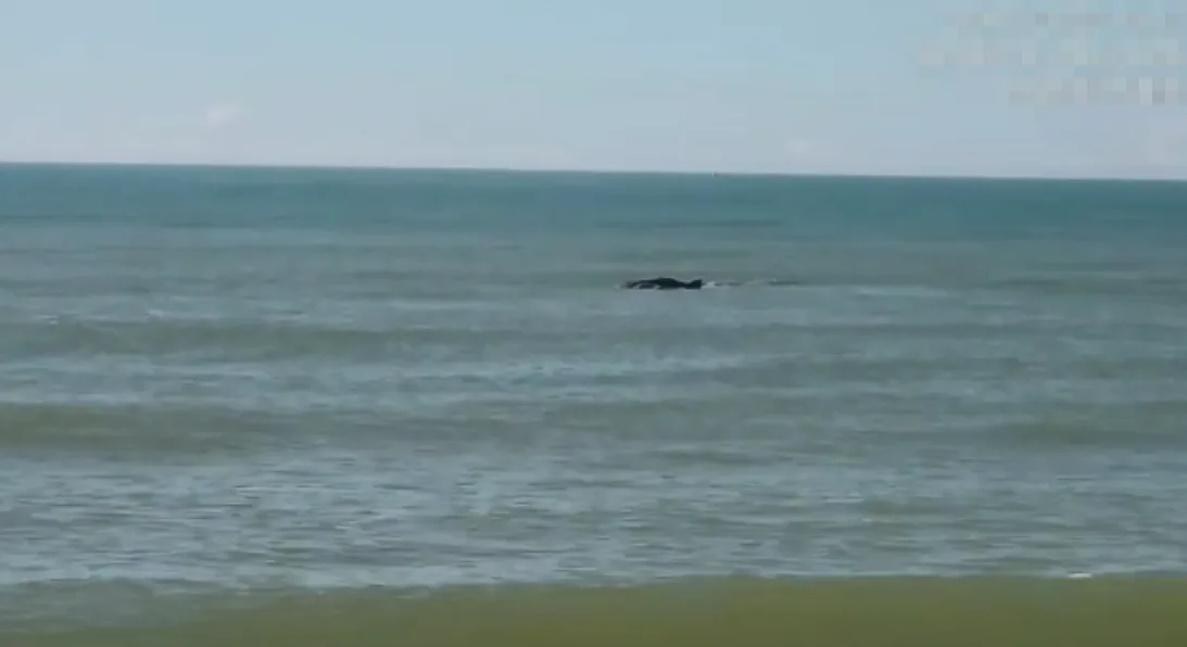 VÍDEO | Baleia é vista no mar da Praia Morada do Sol, em Vila Velha