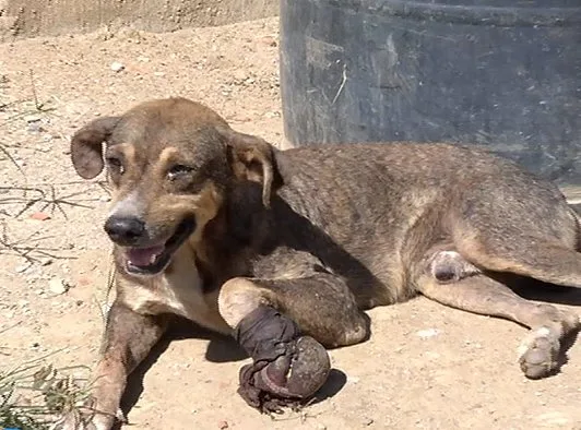 Nem cachorro escapa de tiroteio que deixou comerciante e adolescente feridos em Cariacica