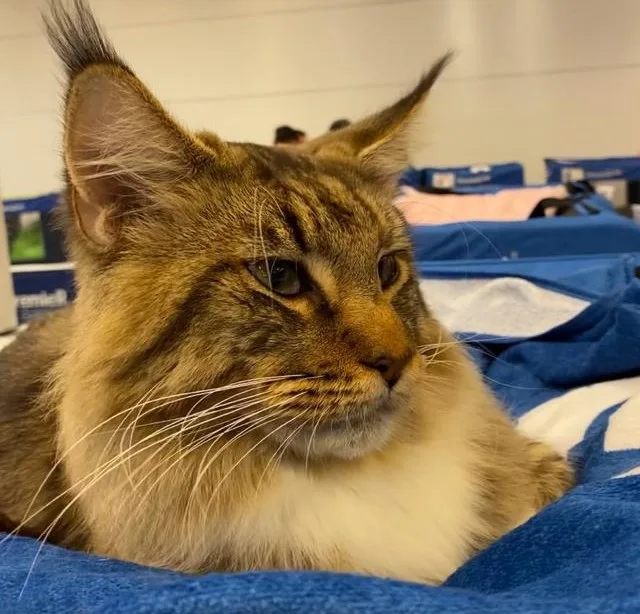 Evento terá 150 gatos, concurso felino e ação solidária