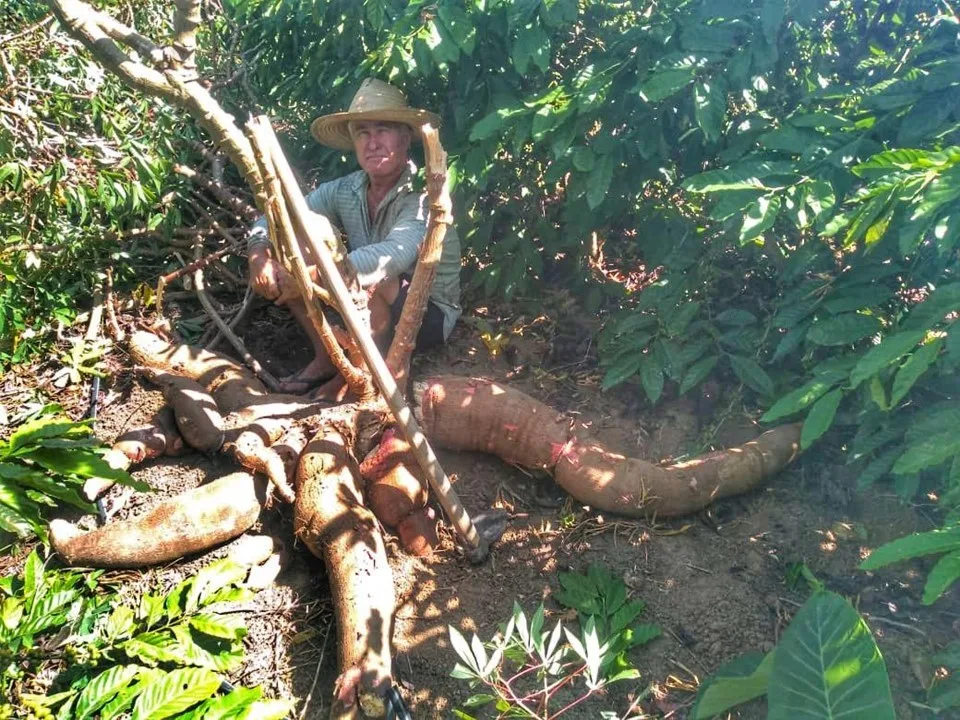 Agricultor colhe mandioca de 64 quilos em Vila Pavão