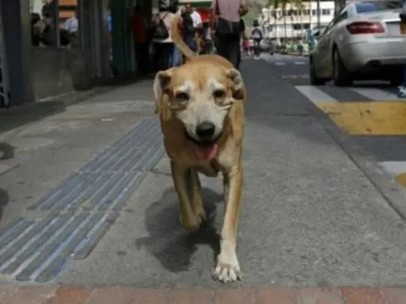 Cãozinho vai diariamente a hospital procurar dono morto há dois anos