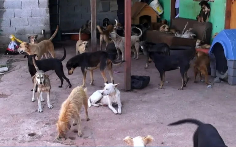 ES ganha lei de castração gratuita para controlar população de cães e gatos