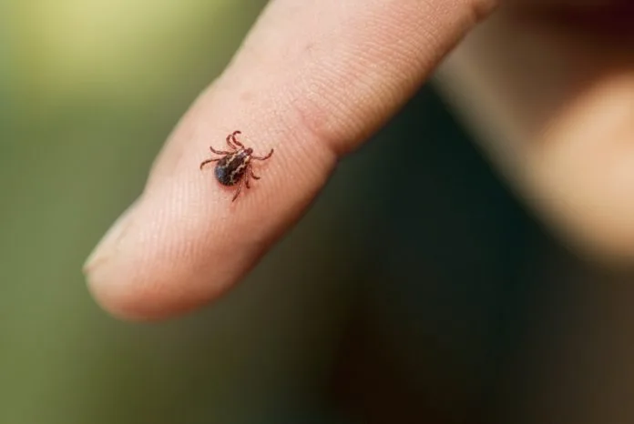 Wood Tick on finger