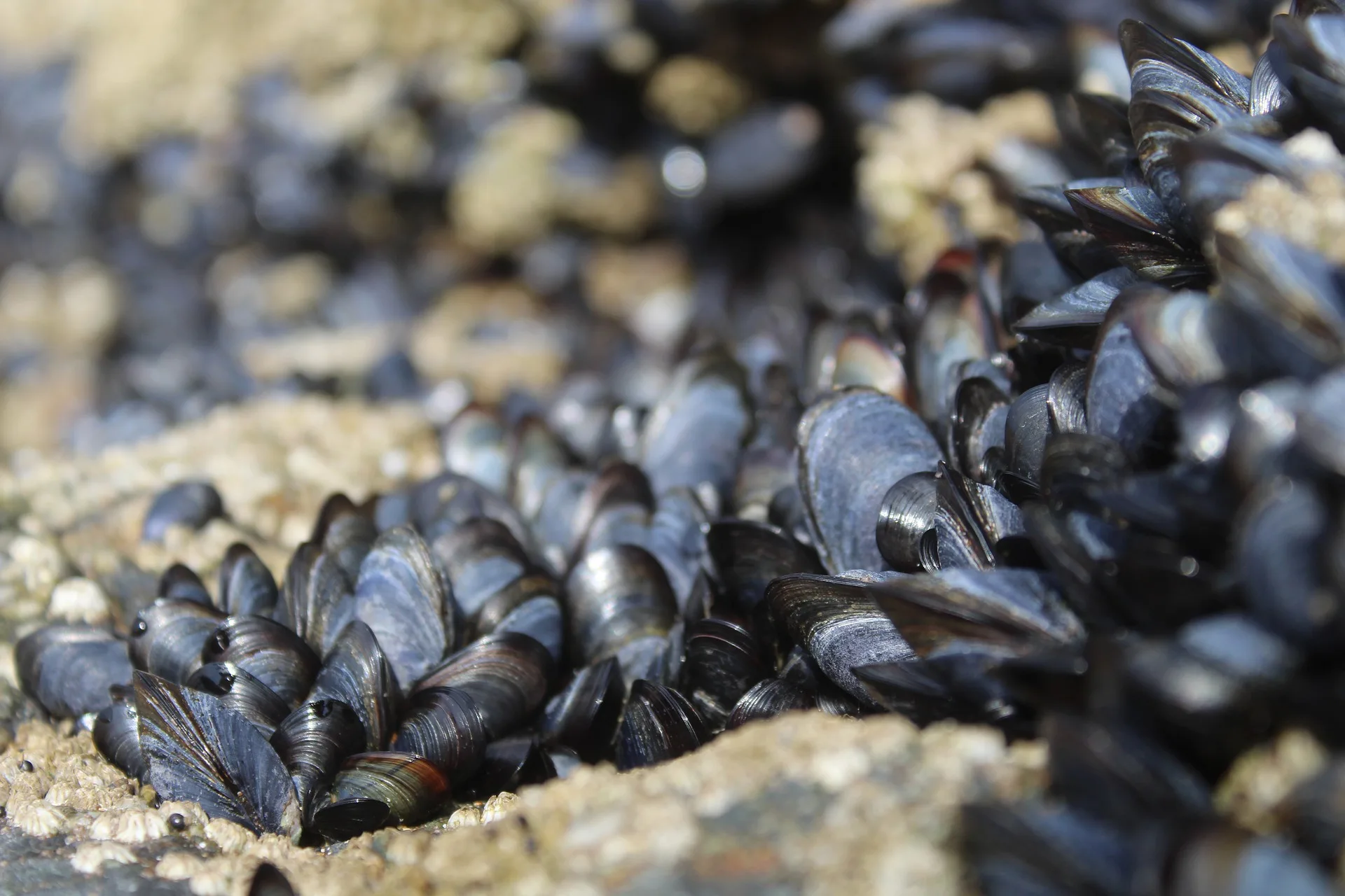 Estudo aponta que mexilhões de praia em Vitória são contaminados por microplásticos