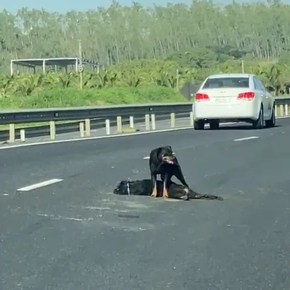 VÍDEO | Cachorro protege corpo de cadela atropelada na BR-101 em Guarapari