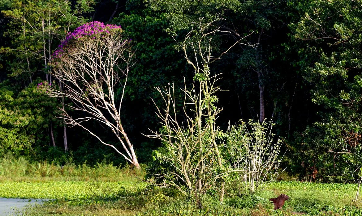 Cachoeiras de Macacu (RJ), 28/03/2023 – Capivara(Hydrochoerus hydrochaeris) avistada na Trilha dos Alagados, na Reserva Ecológica de Guapiaçu (REGUA), Cachoeiras de Macacu, Região Serrana do Rio de Janeiro. Foto: Tânia Rêgo/Agência Brasil