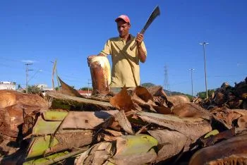 Palmito para Semana Santa é vendido perto do Sambão do Povo