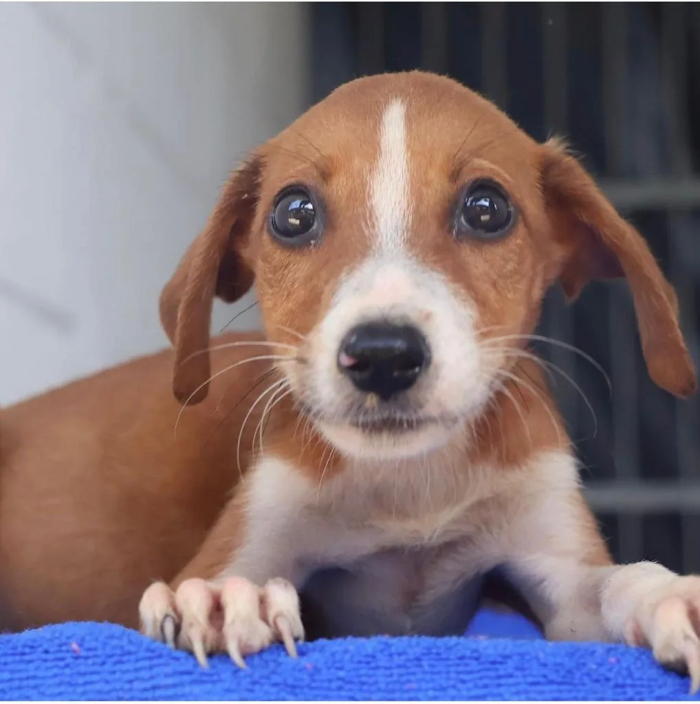 Feira de adoção de cães será realizado neste sábado no Shopping Vitória