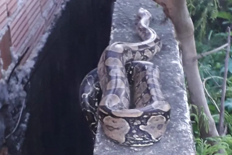 VÍDEO | Jiboia aparece em muro de casa e assusta moradores na Serra