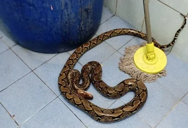 Mulher leva picada de cobra ao usar vaso sanitário da própria casa