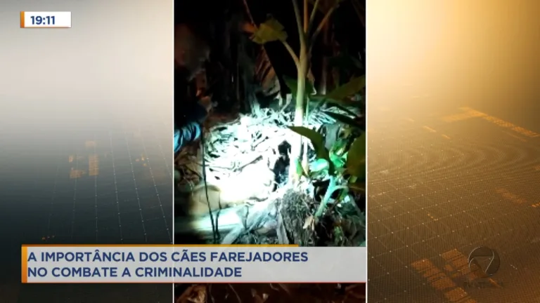 Cães de faro da PM têm sido o pesadelo dos traficantes no ES
