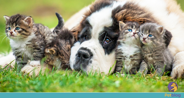 Como garantir a saúde mental dos pets?