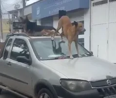 VÍDEO | Cachorros são flagrados "passeando" em teto de carro em movimento no ES