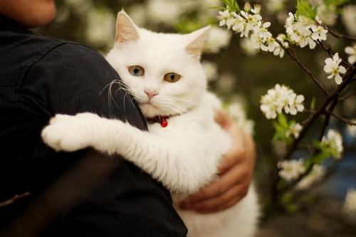 Os felinos também merecem muito cuidado e atenção