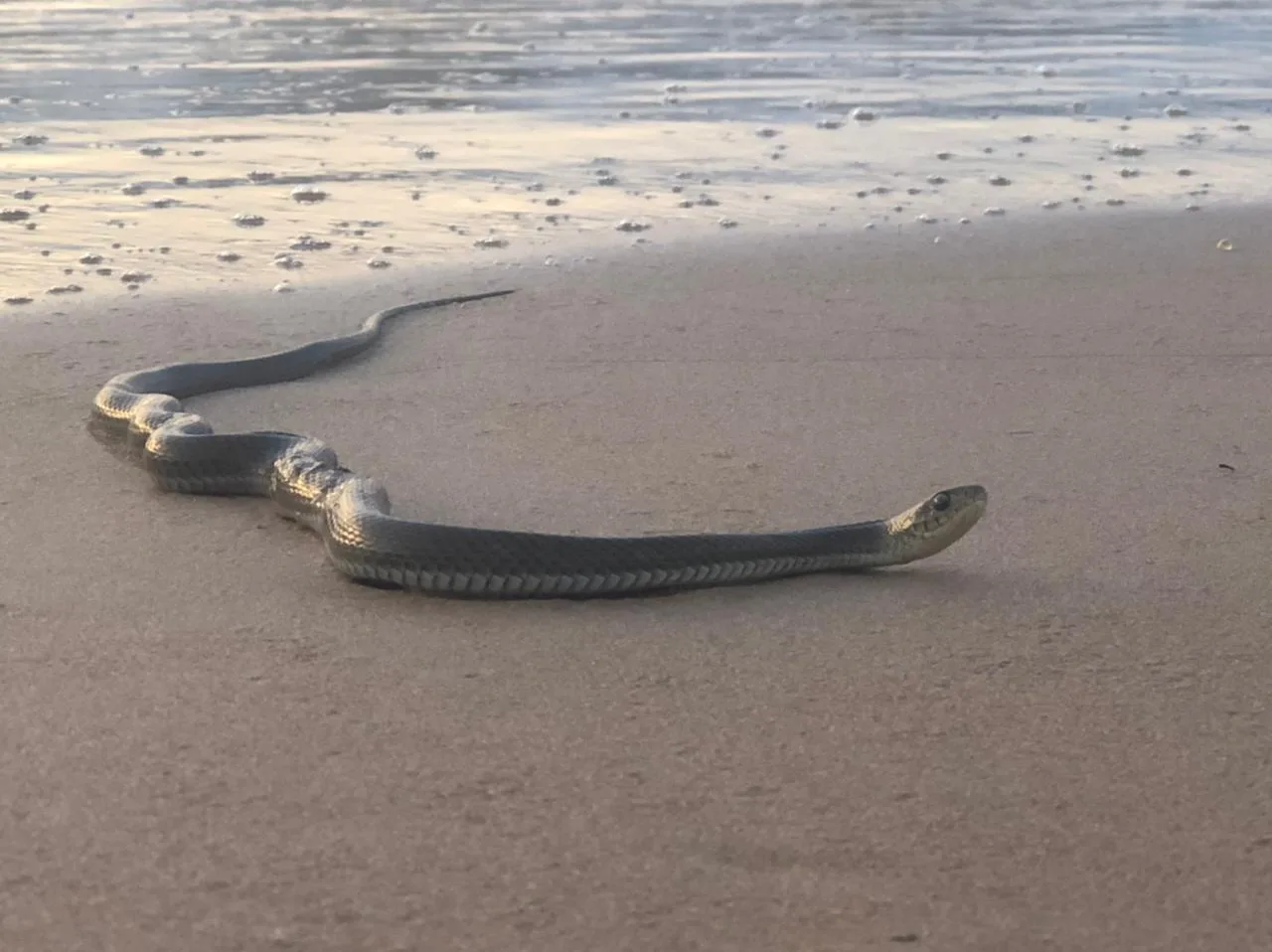 VÍDEO | Banhistas encontram cobras em praias capixabas