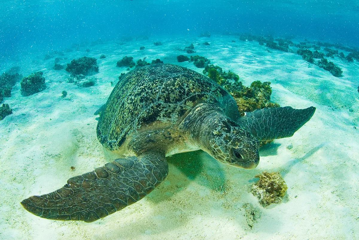 Quase 5 mil tartarugas verdes já foram capturadas, marcadas e devolvidas ao mar no ES