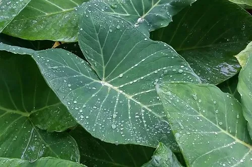 Taioba: saiba benefícios da planta rica em ferro e vitaminas: "Remédio natural"