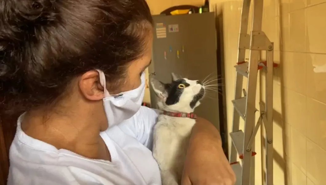 VÍDEO | Gata fica presa no telhado de casa e mobiliza Corpo de Bombeiros em Vitória