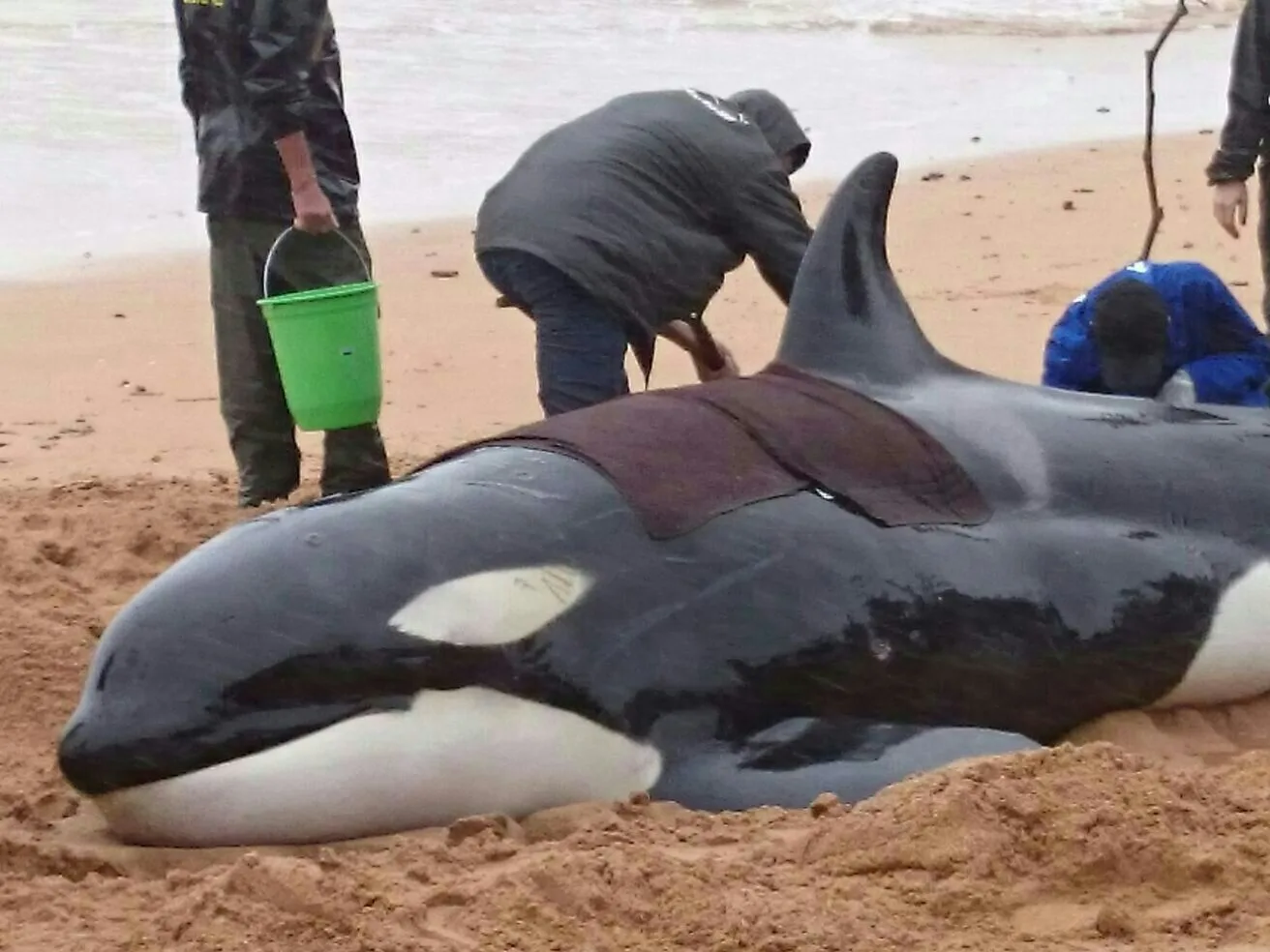 Orca encalhada vai passar a noite em praia de Anchieta