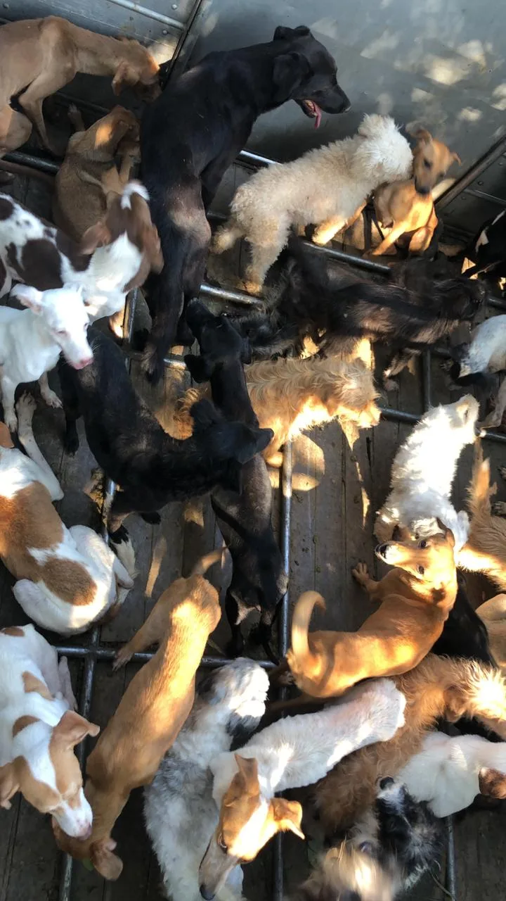 Família é presa suspeita de abater cães e gatos para vender a carne em feira de Guarapari