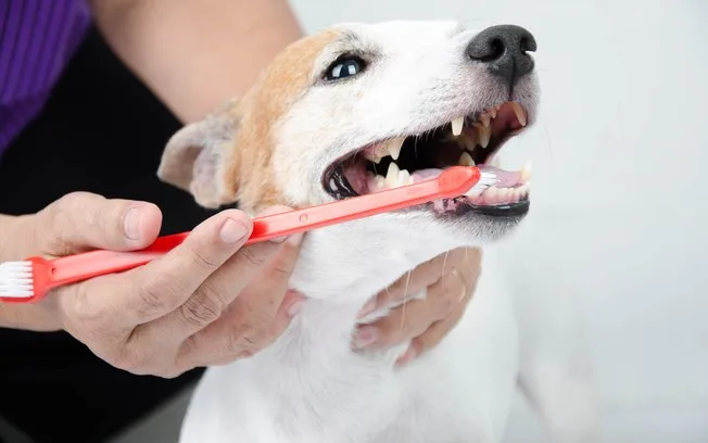 Entenda por que é importante escovar os dentes do seu pet