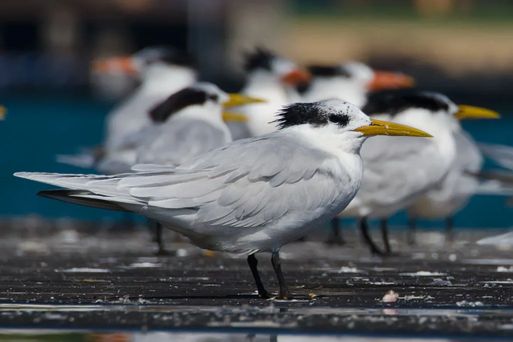 Mais 4 casos de gripe aviária em aves silvestres são confirmados no ES