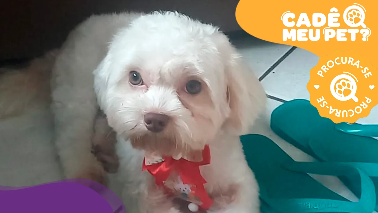 Viu o Nick por aí? Cão da raça shih-tzu sumiu em Cariacica