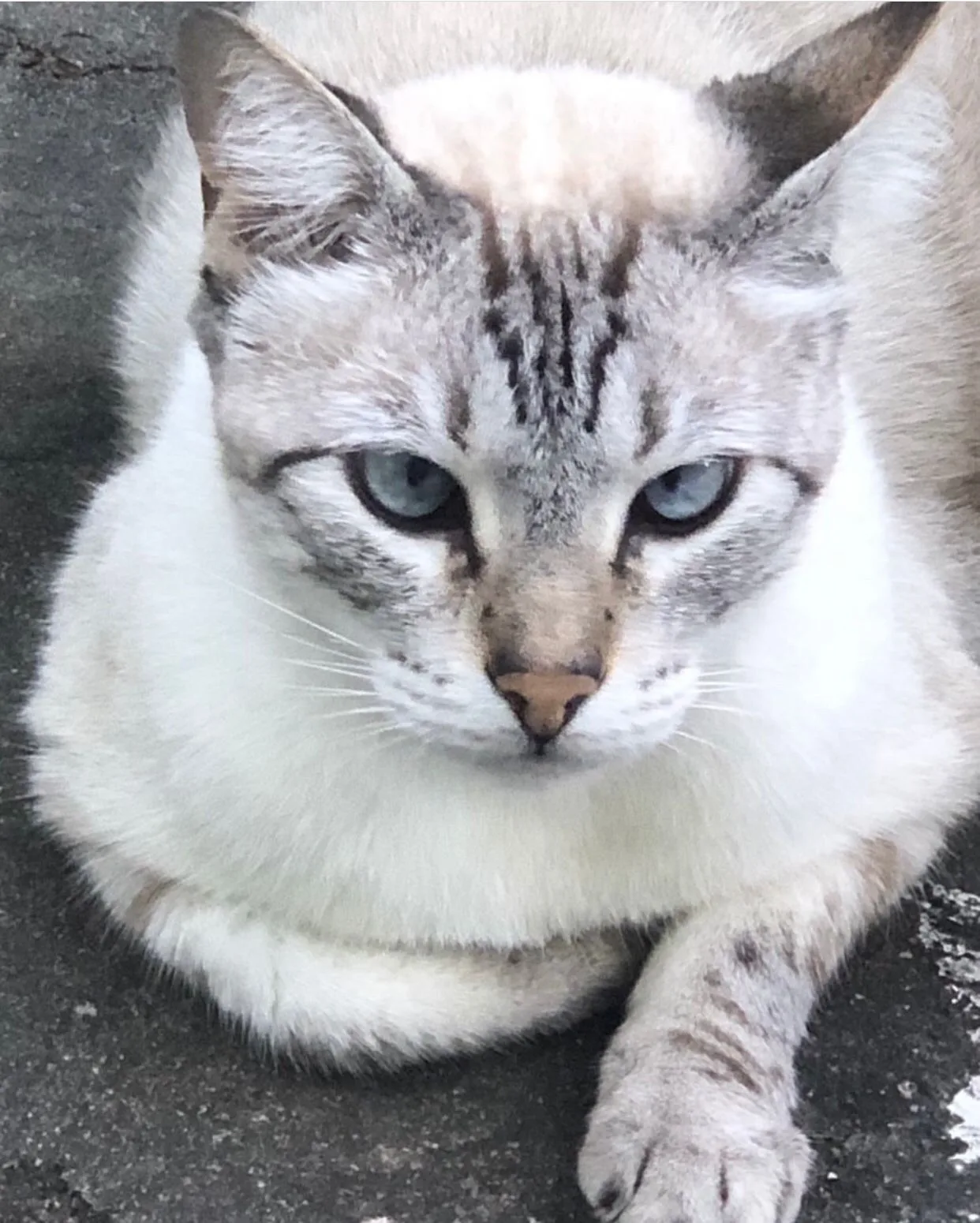 Você viu o Burrinho? Gato desapareceu após invasão de casas em Jardim da Penha