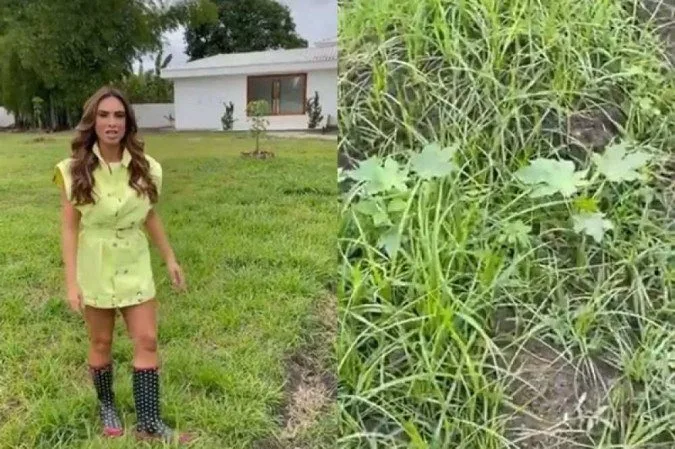 Nicole Bahls passa perrengue com horta: 'Acho que plantaram maconha'