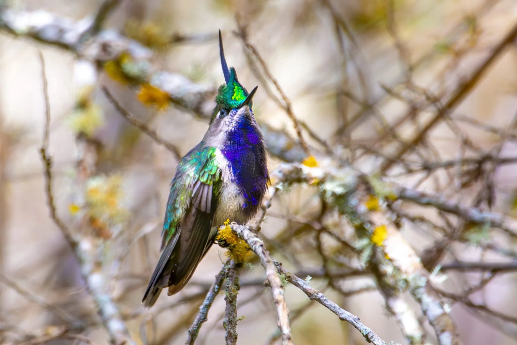 Beija-flor-de-topete-verde pousado em um galho, com seu topete verde brilhando na luz da manhã.