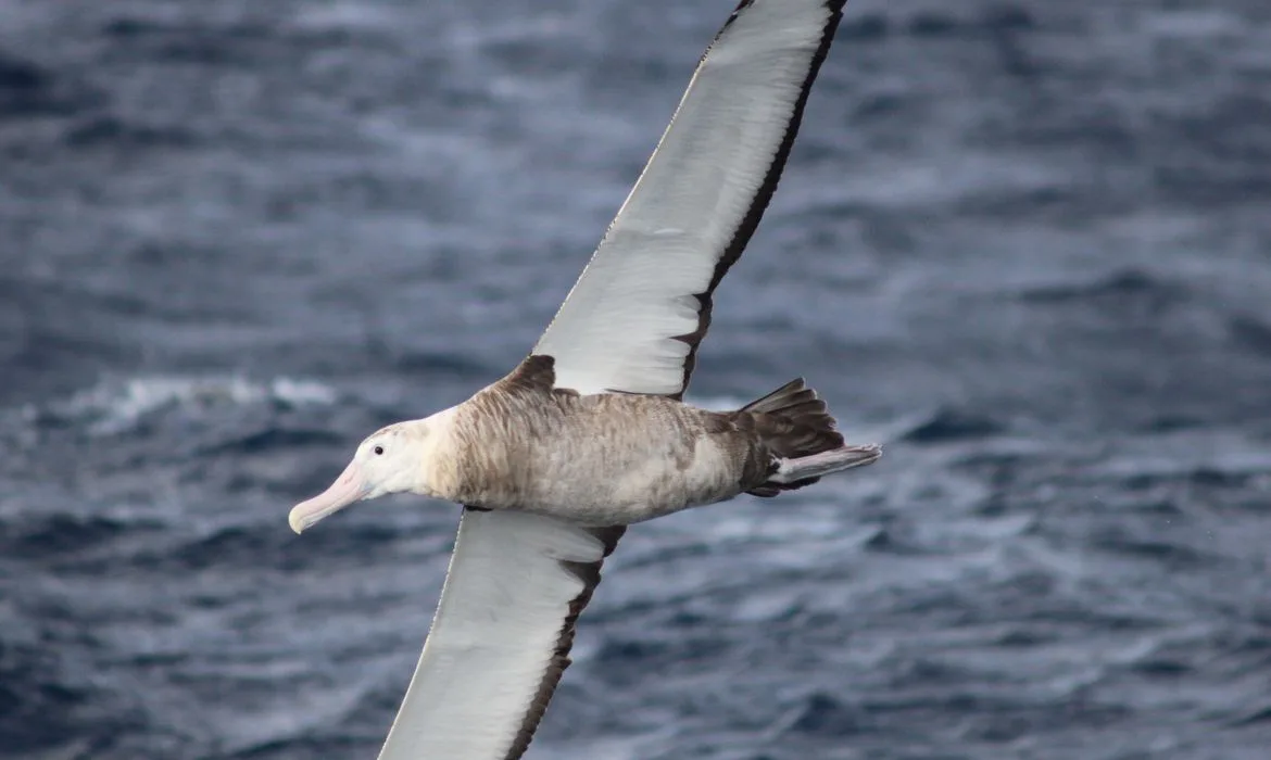 albatroz de Tristão