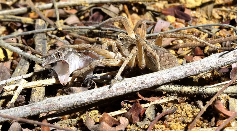 Aranha captura uma lagartixa nas trilhas do Instituto Terra, representando o ciclo natural da vida