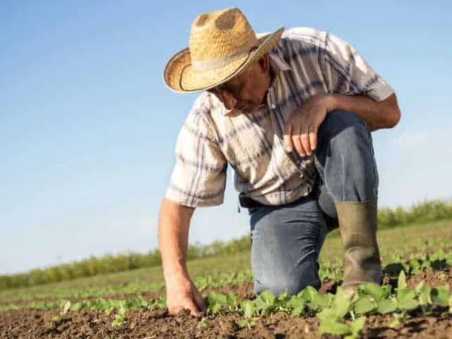 Senior farmer in a field examining crop