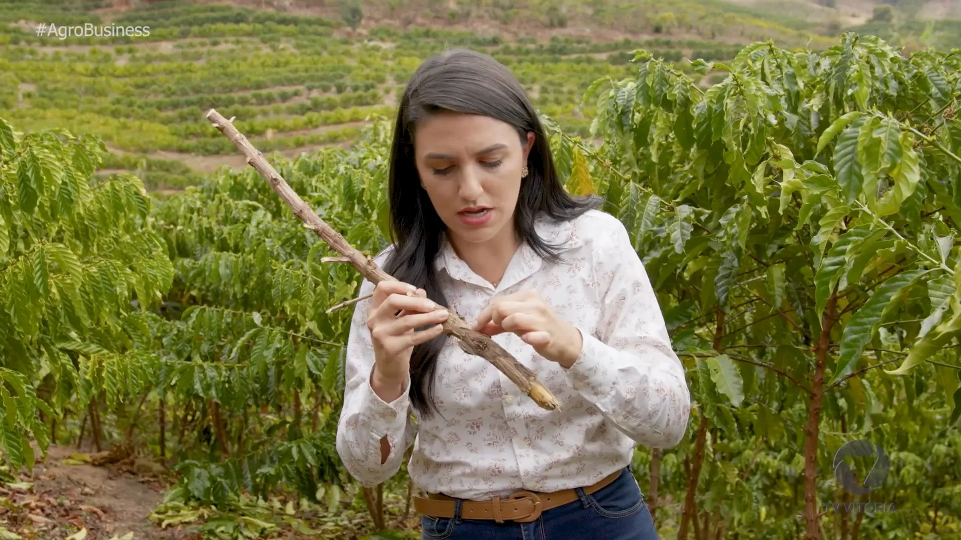 Agro Business T1E18 | Açaí Capixaba; agroturismo em Viana-ES; coco anão; gado nelore