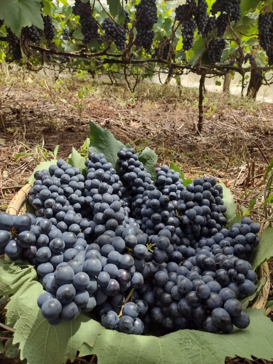 Semana da uva em Marechal Floriano