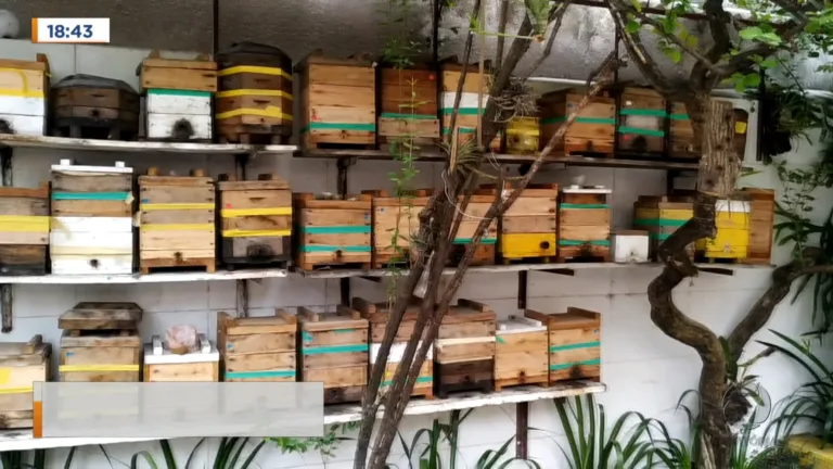 Conheça mais sobre a criação de abelhas e produção de mel
