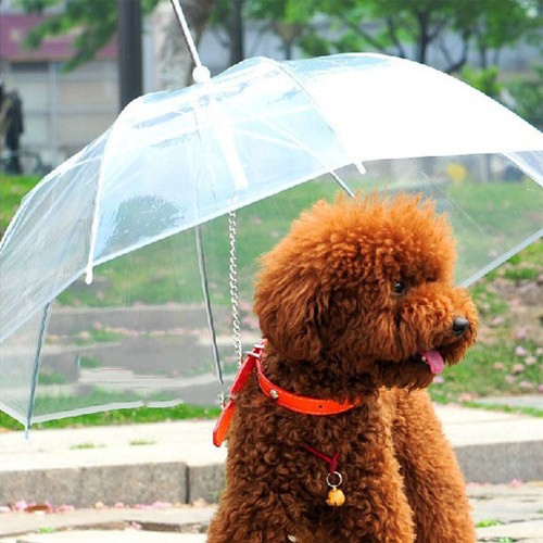 invenções para pets guarda chuva