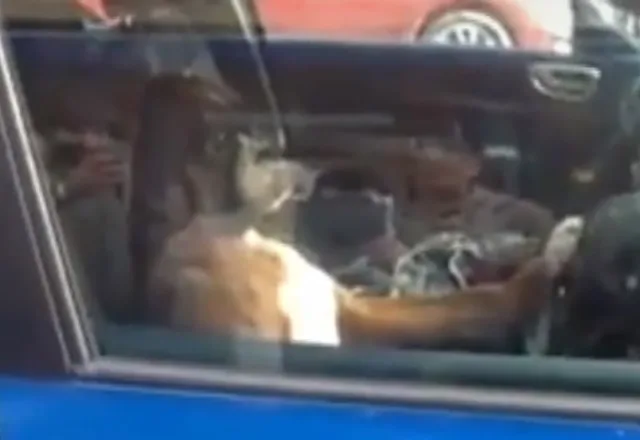 VÍDEO | Cãozinho é deixado dentro de carro, fica estressado e toca buzina até o dono aparecer