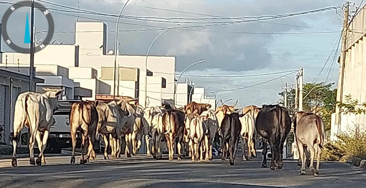 Mais de 50 bois e vacas são flagrados na rua e dono é multado em R$ 17 mil no ES