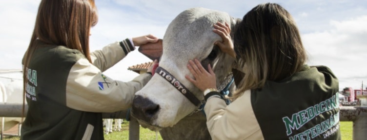 MAPA: 300 vagas e mais de R$ 6 mil para veterinários