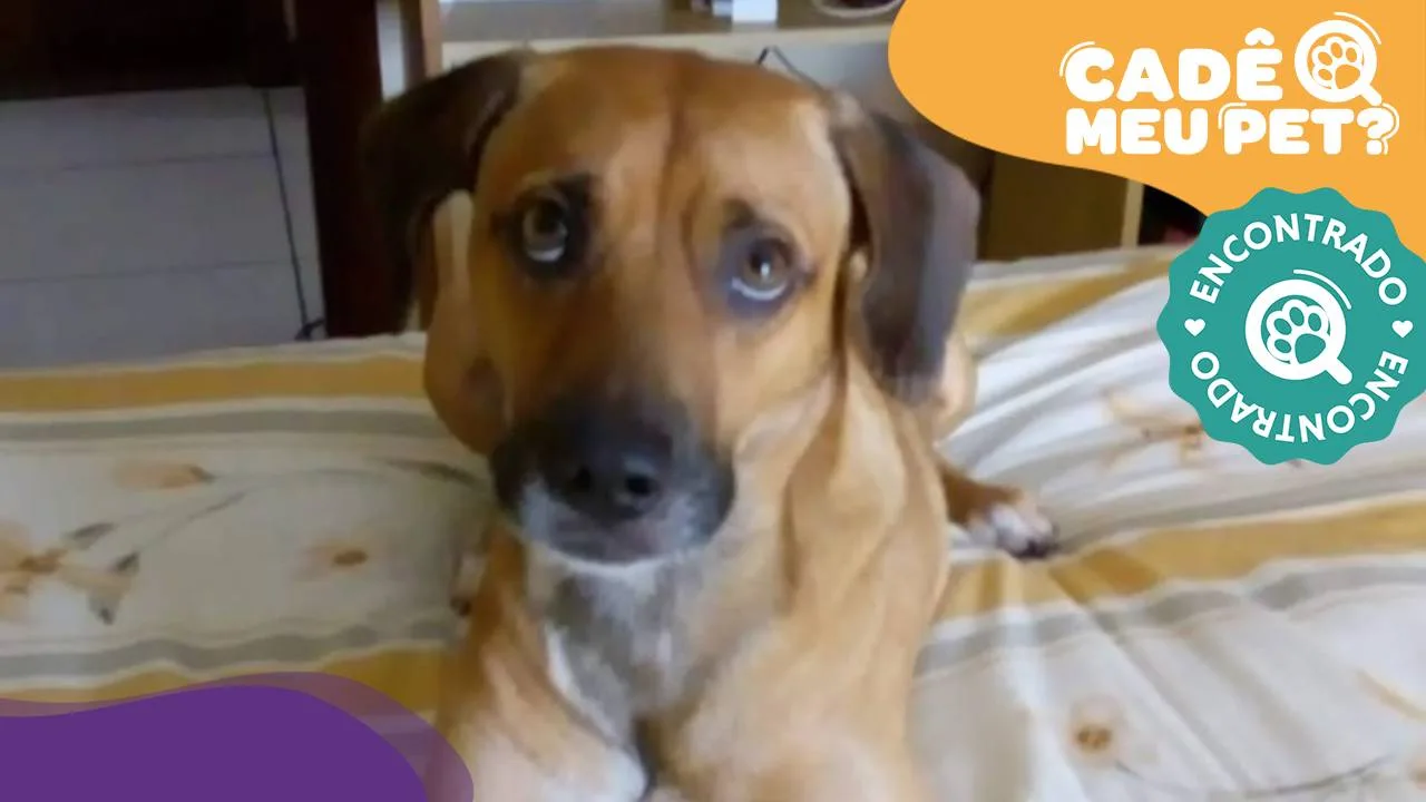 Champion: cão que fugiu de hotelzinho é reencontrado e volta para casa!