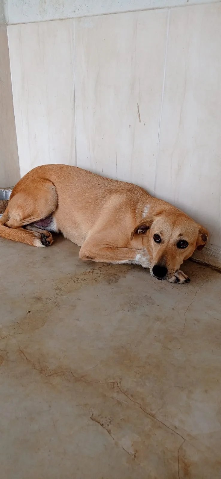 Feira de adoção de cães acontece neste sábado em Vila Velha; saiba como funciona