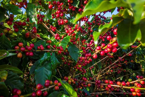 Dia Mundial do Café será comemorado na quinta-feira, 14 de abril