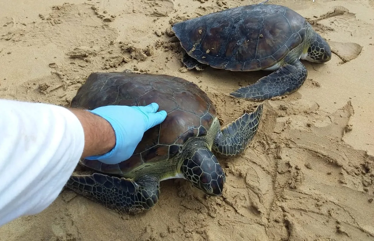 Enroladas em rede de pesca, 14 tartarugas são encontradas mortas em praia da Serra