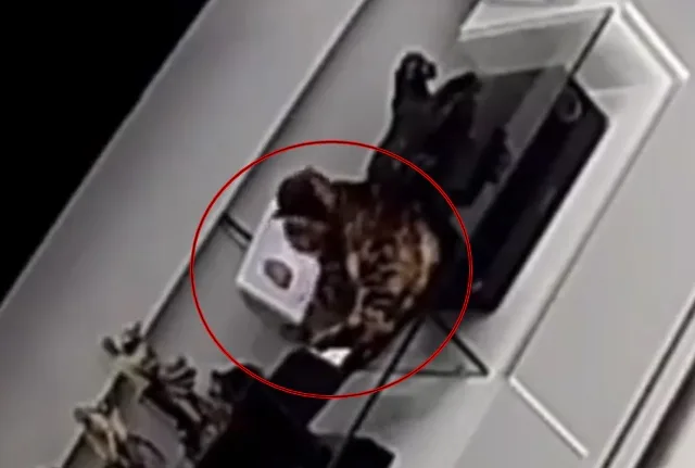 VÍDEO | Gato compra tábua de carne de quase R$ 300 pela internet e caso viraliza