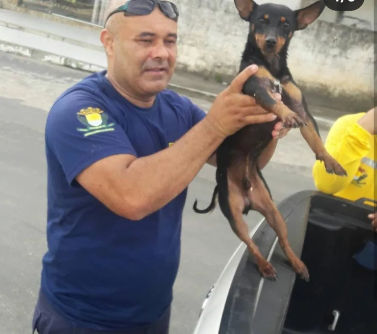 Cachorro é resgatado após ser arrastado pelo Rio Itapemirim