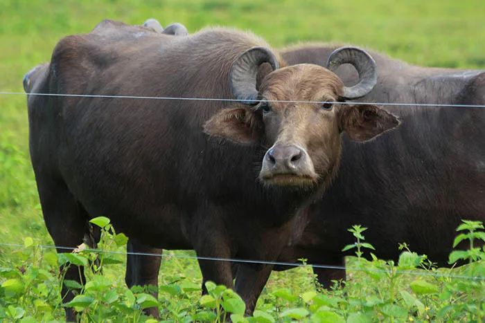 Agro Business mostra as criações de búfalo no Espírito Santo. Reveja o programa